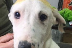 Acest câine cu figură drăgălaşă este de fapt o fiară? Adus din România, a atras atenţia în Anglia cu apucăturile lui