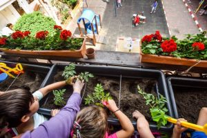 Caravana „Grădina mea de la oraş” împarte seminţe de legume şi plante sibienilor