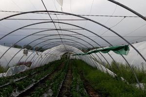 Solariile din Dumitra ale tânărului fermier Florentin Bodiu, grav afectate de furtuni (FOTO-VIDEO)