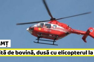 NEAMȚ: Persoană lovită de bovină, dusă cu elicopterul la Iaşi