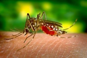 Care sunt simptomele şi cum ne protejăm de infecţia cu Virusul West Nile
