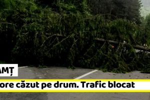 NEAMȚ: Arbore căzut pe drum. Trafic blocat (ultima oră)