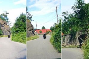Ce faci dacă te întâlneşti cu ursul care hălăduie prin pădurea de la Schit şi pe şosea, la Ampoiţa. Sfaturi de la montaniarzi