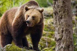 PERICOL în cartierul Pâclişa din Alba Iulia – Un localnic a cerut intervenţia autorităţilor, după ce ar fi văzut un URS. Animalul a dispărut, dar s-au găsit urme