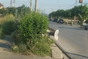 FOTO/ ȘTIREA TA: ”Un nou pericol pentru şoferi, după panourile de pe Calea Moţilor din Alba Iulia: pădurea de buruieni care împiedică şi mai mult vizibilitatea”