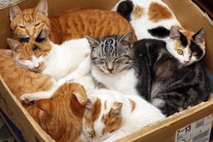 Arca lui Noe. Cât de multe pisici sunt prea multe ?