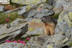 Marmotele din Munţii Rodnei, surprinse în momentele în care nu ”înveleau ciocolată” (FOTO)