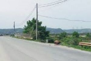 Au lovit un cal pe şosea