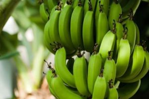 În curând vom mânca kiwi şi banane crescute în România.  Unde e epicentrul fructelor exotice de la noi