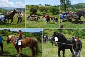Foto/Video: Cei mai puternici şi mai frumoşi cai din Apuseni,  participanţi la concursul hipo de la Abrud