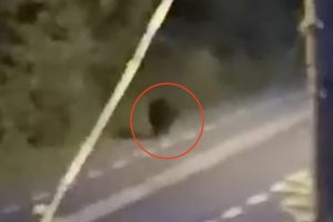 VIDEO – Imagini cu ursul care se plimbă pe stradă în Sibiu – Nu este minciună!