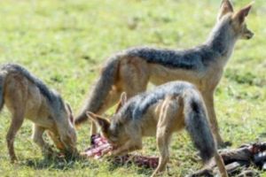 Şacalul auriu, o nouă AMENINŢARE în Argeş!