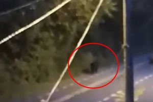 Ursul din Parcul Sub Arini – Jandarmii şi poliţiştii au reluat căutările