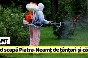 NEAMȚ: Când scapă Piatra-Neamţ de ţânţari şi căpuşe
