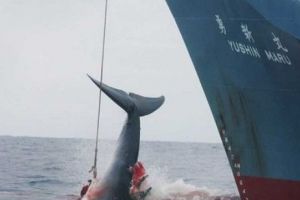 Japonia, spaima balenelor. Ce a invocat