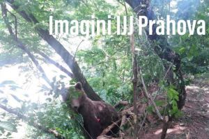 11 urşi au fost văzuţi în localităţi din Prahova, în ultima săptămână - VIDEO