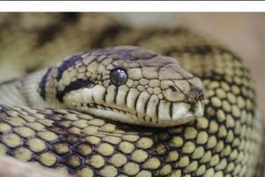 Un piton de 3 metri a evadat din captivitate şi terorizează un oraş. Autorităţile sunt în alertă