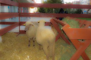 DSVSA Ialomiţa: Atenţionare caniculă