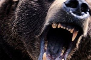 Avertizare RO-ALERT! A fost semnalată prezenţa unui urs în zona Pâclişa