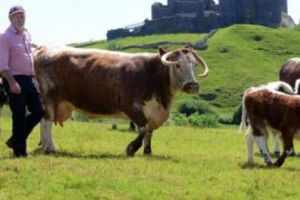 Noroc chior din cauza unei greşeli birocratice. Un fermier a ajuns proprietarul unui castel vechi de 800 de ani