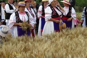 „Cununa Grâului”, la Sărmaşu