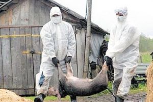 Punct de control, într-o localitate din Braşov pentru depistarea pestei porcine africane