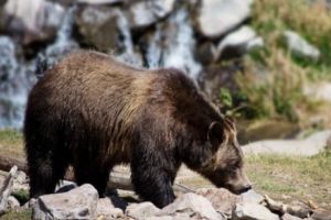 Femeie atacată de urs în Harghita. Autorităţile cer să se ia măsuri de urgenţă