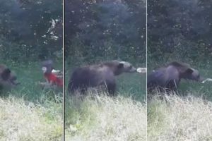Video|  Îţi stă inima în loc: O fetiţă din România, însoţită de tatăl său, hrăneşte un urs înfometat de la doar câţiva cm!