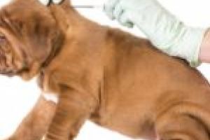 Amenzi usturătoare pentru iubitorii de animale care nu dau dovadă de responsabilitate