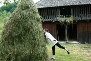Inedit. Timişorenii strâng fânul în oraş
