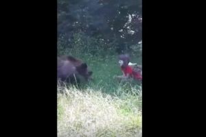 VIDEO – Imagini şocante pe Transfăgărăşan – O fetiţă hrăneşte un urs