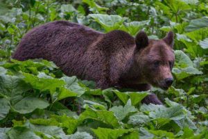 Un nou atac! De această dată, un băiat de 15 ani este victima ursului