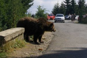 Jandarmii albaiulieni pregătiţi să prindă ursul! Sfaturi pentru populaţie cum să se ferească de Moş Martin