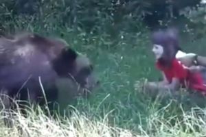 Imagini şocante cu o fetiţă care hrăneşte cu mâna un urs, pe Transfăgărăşan