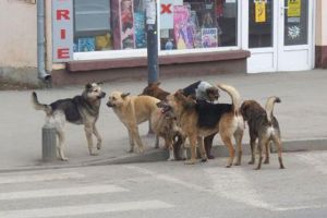 Problema câinilor fără stăpân, rezolvată! Vor fi capturaţi şi sterilizaţi
