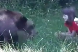 Explicaţia pentru hrănirea ursului: fetiţa avea 10 ani, animalul „doar” doi ani…