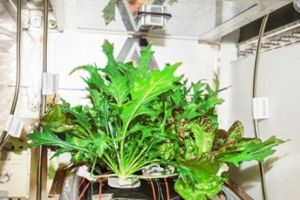 NASA organizează un concurs pentru creşterea plantelor în spaţiu 