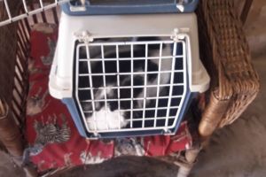 VEȘTI BUNE! Arădenii care deţin pisici le pot steriliza GRATUIT