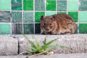 Șoarecii sinucigaşi au năpădit Olanda. Peste 350 de cadavre ale rozătoarelor găsite în doar trei zile