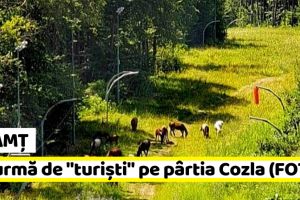NEAMȚ: POZnA ZILEI: O turmă de „turişti” în vizită pe pârtia de schi de pe Cozla (FOTO)