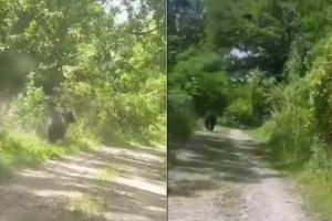 Știrea ta: Ursul continuă să ”hălăduie” prin Pâclişa, în ciuda jandarmilor înarmaţi ca la război