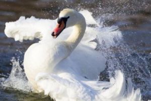 O lebădă a ucis un câine 