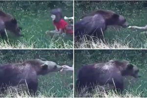 Copilă filmată în timp ce hrănea un urs, sub privirile tatălui