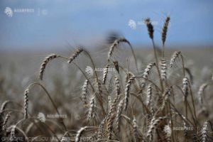 Procesele de coacere şi dezvoltare la culturile agricole se vor desfăşura în general normal, în intervalul 2-8 iulie (agrometeo)