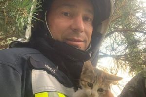 Pompierii au salvat două pisicuţe blocate într-un brad de pe strada 13 Decembrie