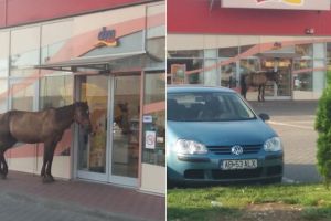 FOTO/ ȘTIREA TA. Un cal nesupravegheat, cel mai matinal ”client” al unui magazin din Alba Iulia