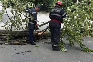 Copaci sunt căzuţi pe DN 13 A, la ieşirea din Miercurea Ciuc spre Vlăhiţa