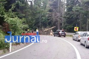 ULTIMĂ ORĂ: Trafic blocat pe DN2D de un arbore rupt de furtună