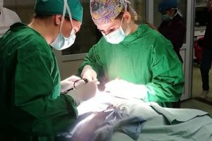 Sterilizare gratuită pentru câinii şi pisicile fără stăpân