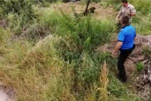 VIDEO Pui de urs salvat, după ce a căzut într-un canal colector la Victoria